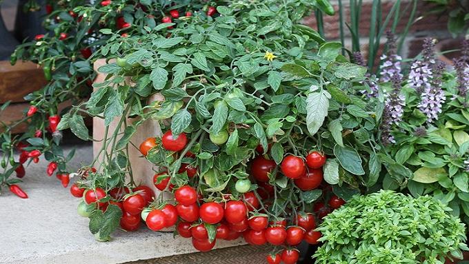 Как выращивать помидоры черри зимой в домашних условиях?