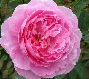 сортов роз Дэвида Остина фото