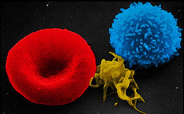 Как спорт помогает нам думать:  тромбоциты добавляют мозгу нейронов