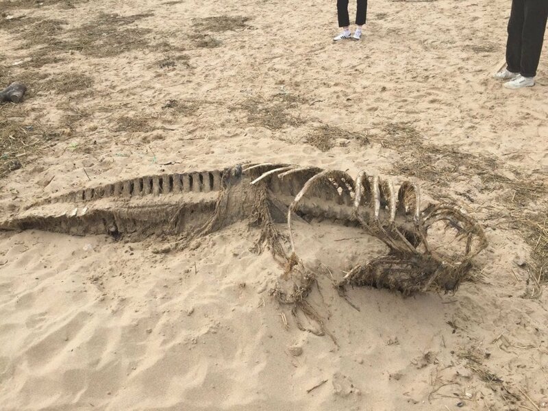 16. «Мы нашли это неведомое животное на пляже в Уэльсе» в мире, вещи, интересно, находка, пляж, удивительно