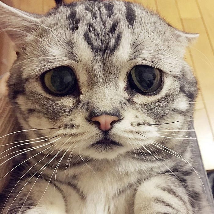 кошка луху, самая грустная кошка в мире 
