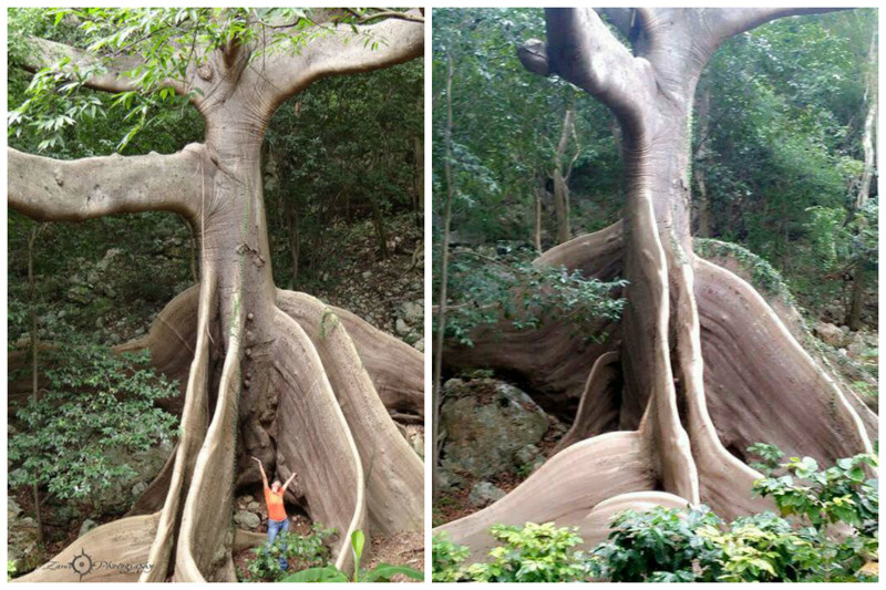 Сейба (Хлопковое дерево) — род древесных растений подсемейства Бомбаксовые семейства Мальвовые. деревья, невероятное, природа, удивительное, флора