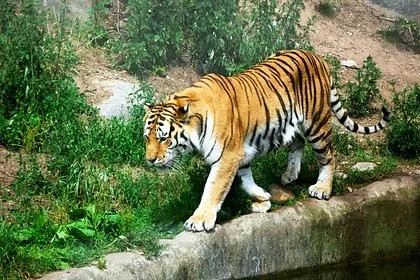 Тигры растерзали восемь человек за восемь дней