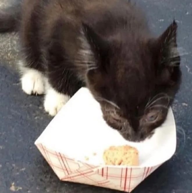 Котенок кушает