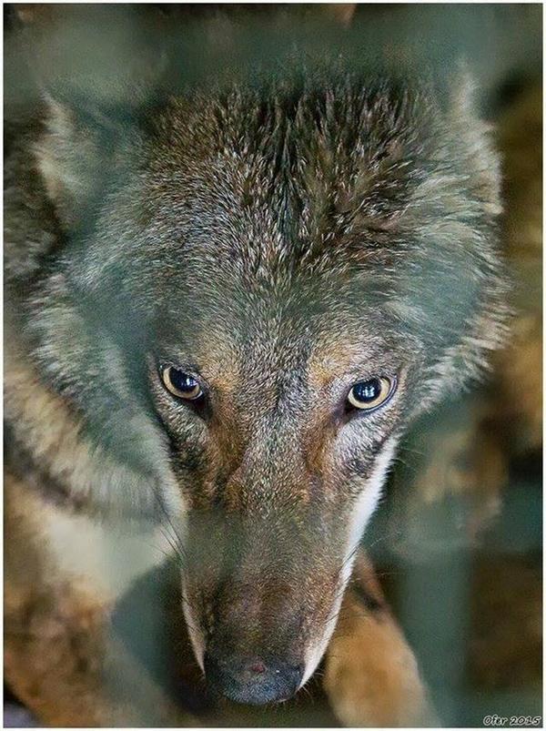 «Это же волк», — говорили все, «Так ему и надо». Но мужчина достал сбитого чьим-то автомобилем волка из канавы и вот, что произошло потом! «Это же волк», — говорили все, «Так ему и надо». Но мужчина достал сбитого чьим-то автомобилем волка из канавы и вот, что произошло потом! истории из жизни