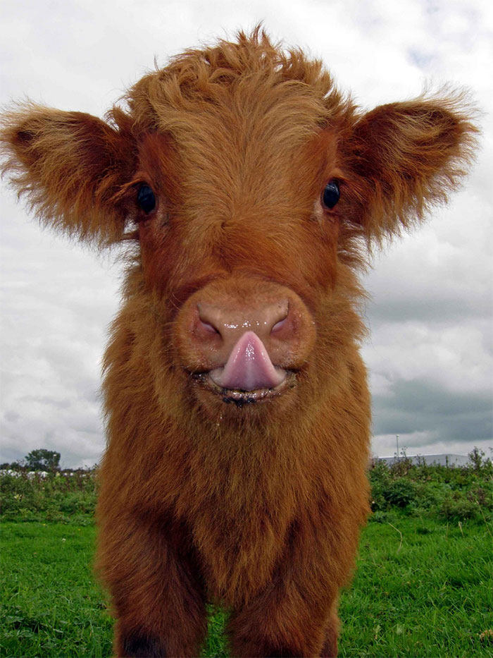 Cute-Baby-Highland-Cattle-Calves