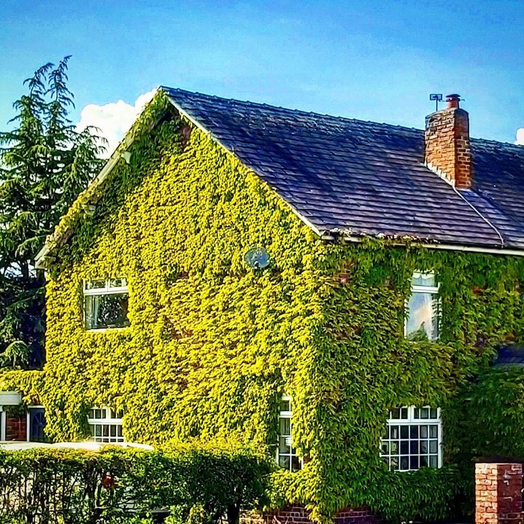 Вот так засосало... О домах, поглощённых плющом 