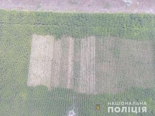 В Херсонской области обнаружены 10 тыс. кустов марихуаны замаскированной среди кукурузы