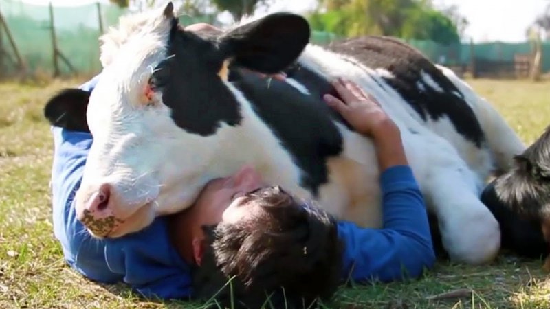 20 трогательных и смешных фото, которые доказывают, что животные любят нас 20 трогательных и смешных фото, которые доказывают, что животные любят нас кот, кошка, лев, любовь, смешно, собака, человек