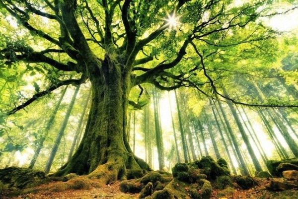 Самые удивительные деревья в мире деревья