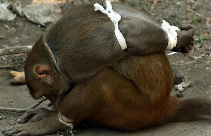 Арест обезьяны. /Фото: buzzfeed.com.