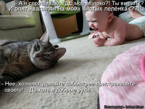 Новая котоматрица для всех (20 шт)