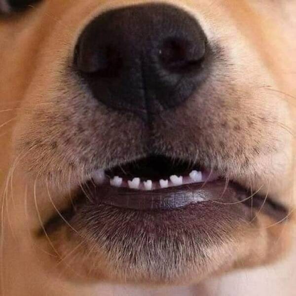 Очарование животных: моменты, которые заставляют улыбаться  