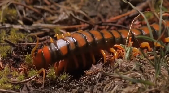 10 самых ненормальных животных животные,интересное