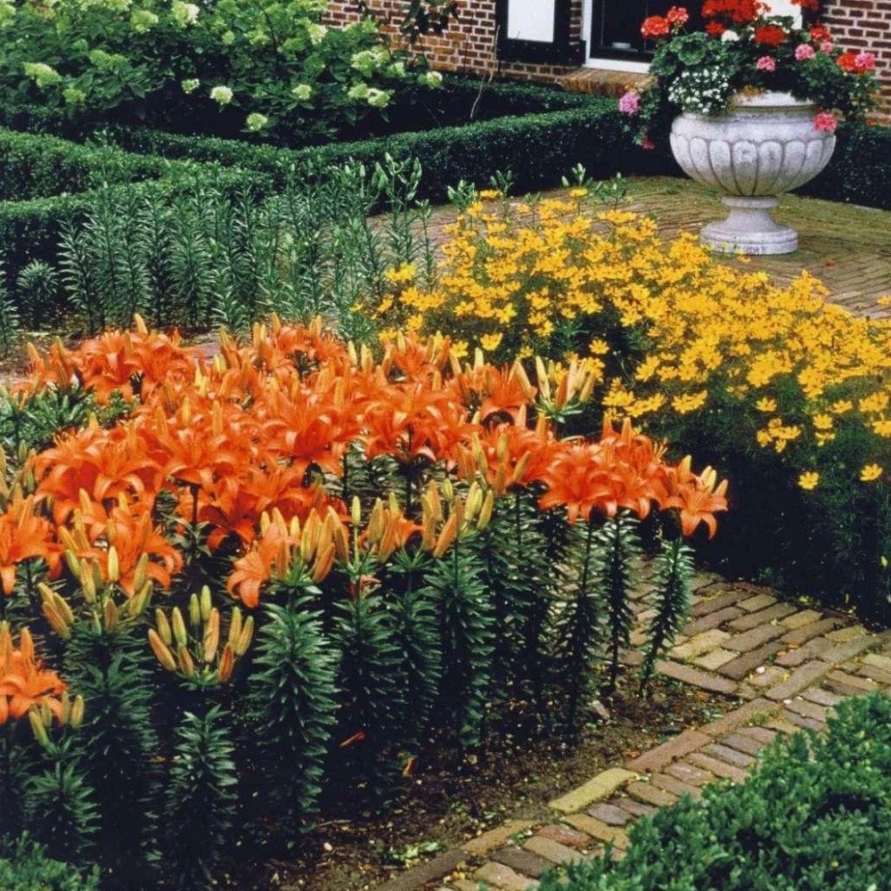 6 самых красивых цветов, которые украсят ваш осенний сад 6 самых красивых цветов, которые украсят ваш осенний сад дача,сад и огород,цветоводство,цветы