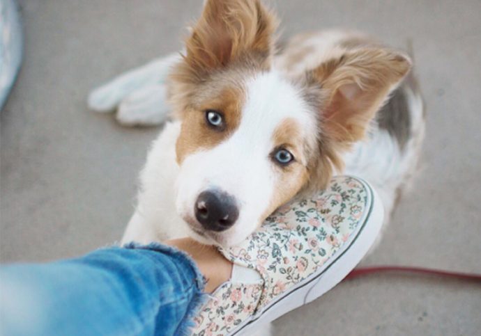 cute-dog-hero