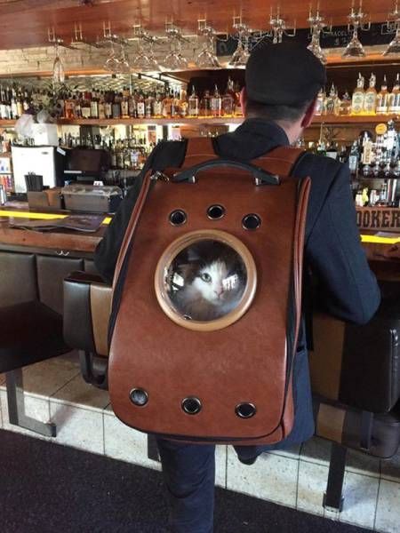 Подборка картинок. Вечерний выпуск (59 фото)