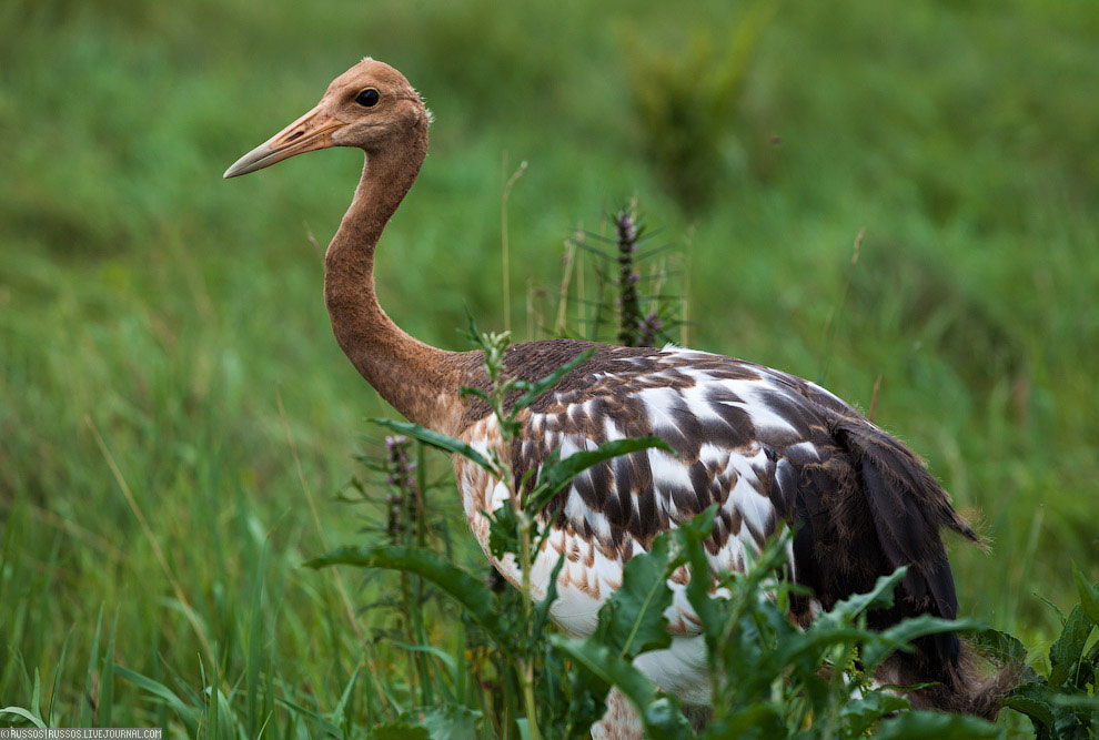 Хинганский заповедник на Дальнем Востоке Хинганский заповедник на Дальнем Востоке Путешествия,фото