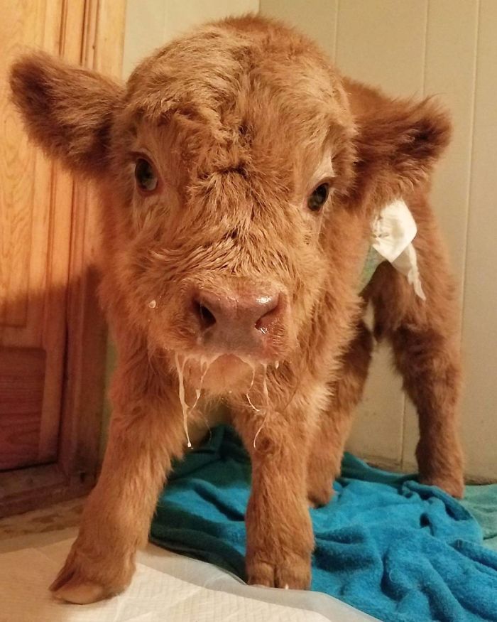 Cute-Baby-Highland-Cattle-Calves