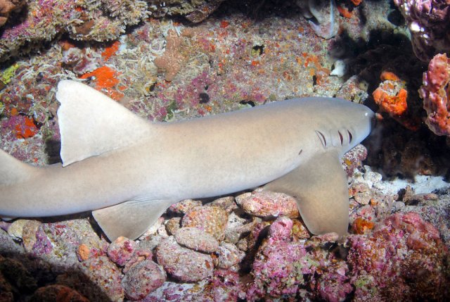 Подводные фотографии одного из самых лучших мест Бразилии ─ архипелага Фернанду-ди-Норонья 