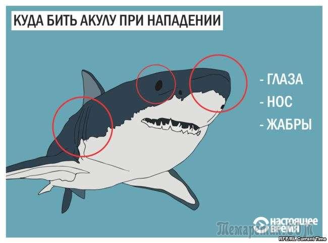 Сколько акулы убивают