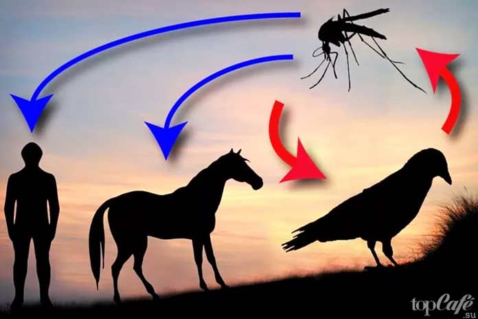 Самые опасные комары: Вирус Западного Нила