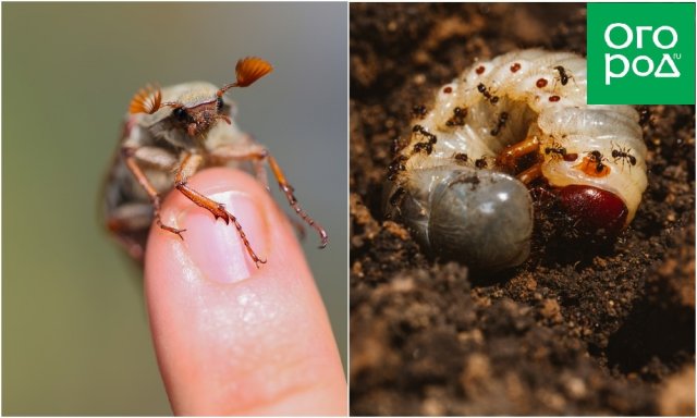 Майский жук и его личинка