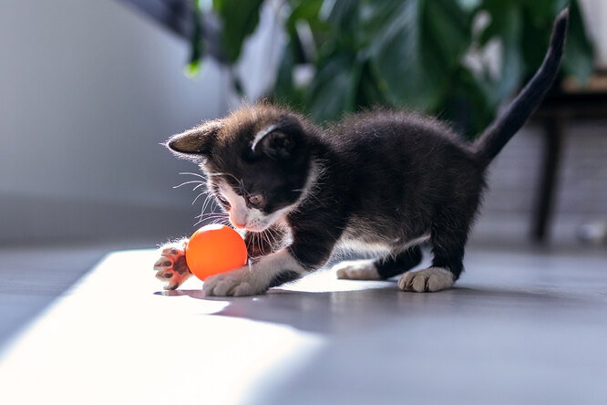 котенок