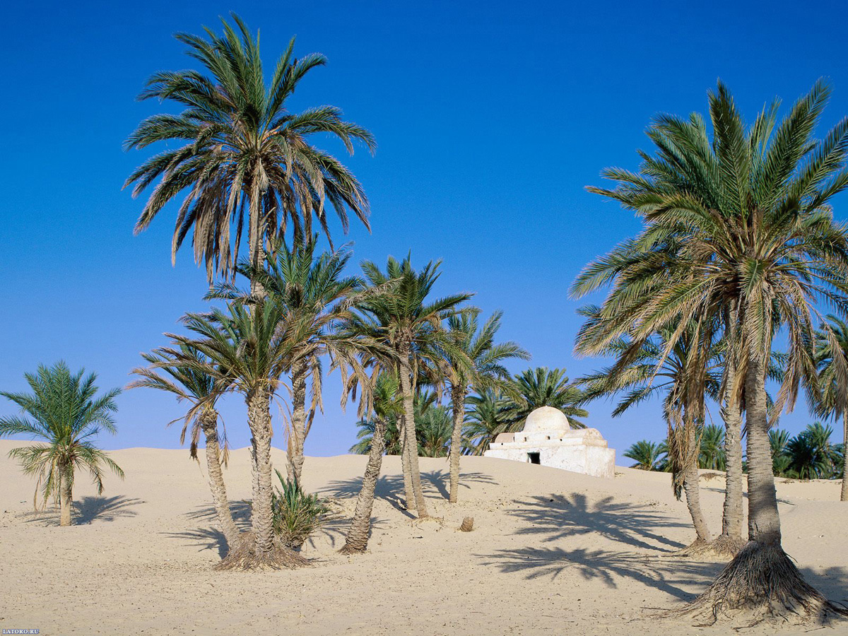 пустыня в тунисе