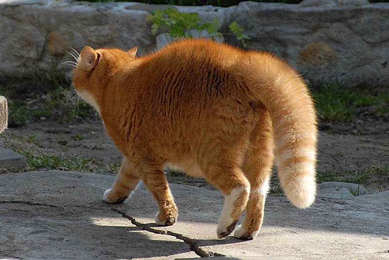 Заметил хвост. Хвост кошки. Распушил хвост. Кошки с толстым хвостом. Кот с хвостом.