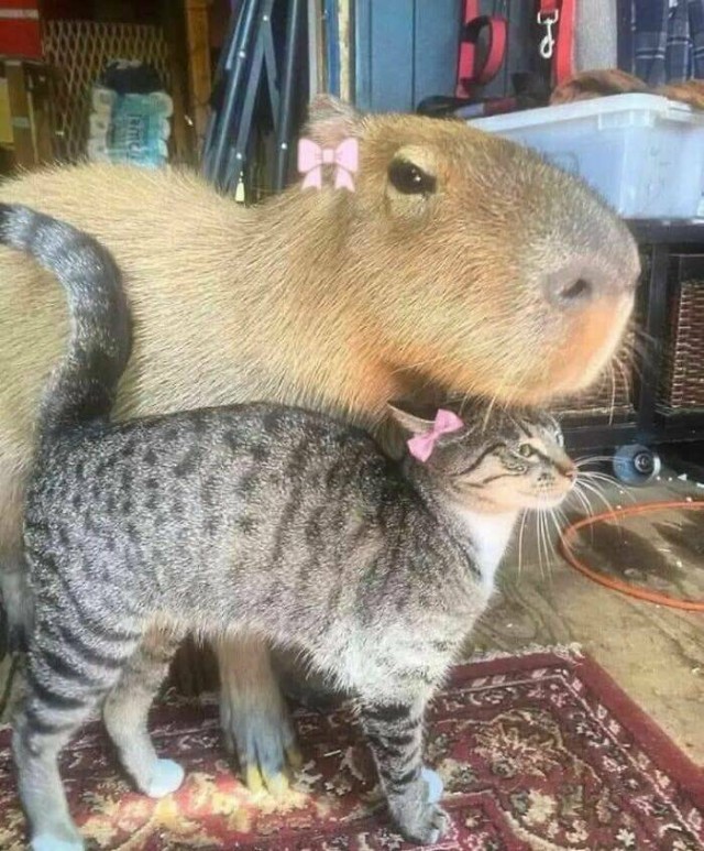 Очарование животных: моменты, которые заставляют улыбаться  