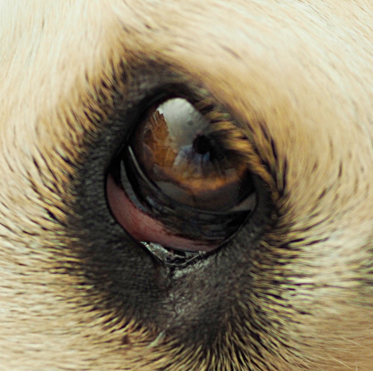 Какая собака не умеет лаять и еще 16 других малоизвестных фактов о братьях наших меньших когда, кошки, Commons © CC, Wikimedia, собаки, Кстати, кошка, Flickr © CC, почти, также, животных, например, домашние, кошек, лучше, могут, только, которая, зевота, глаза