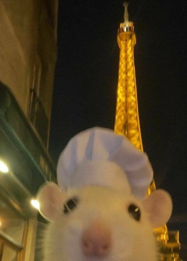 Очарование животных: моменты, которые заставляют улыбаться  