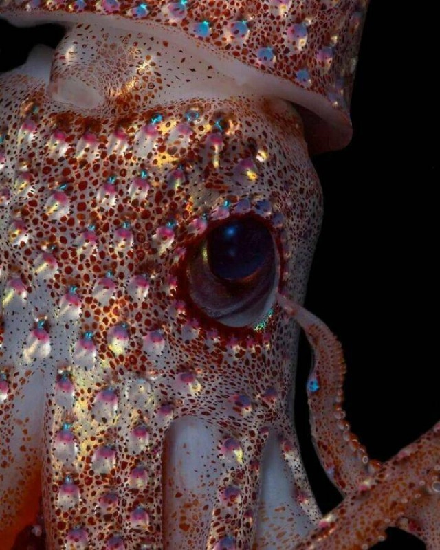 Очарование животных: моменты, которые заставляют улыбаться  