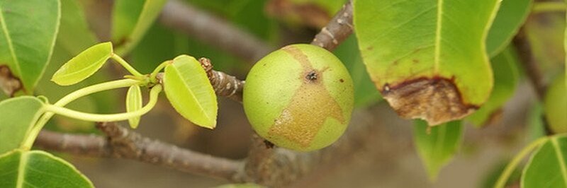 Манцинелловое дерево: яблоко смерти природа, факты, ядовитые растения