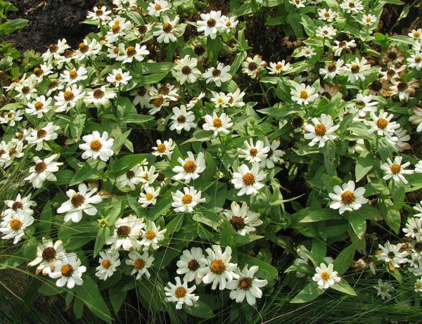 Zinnia mexicana