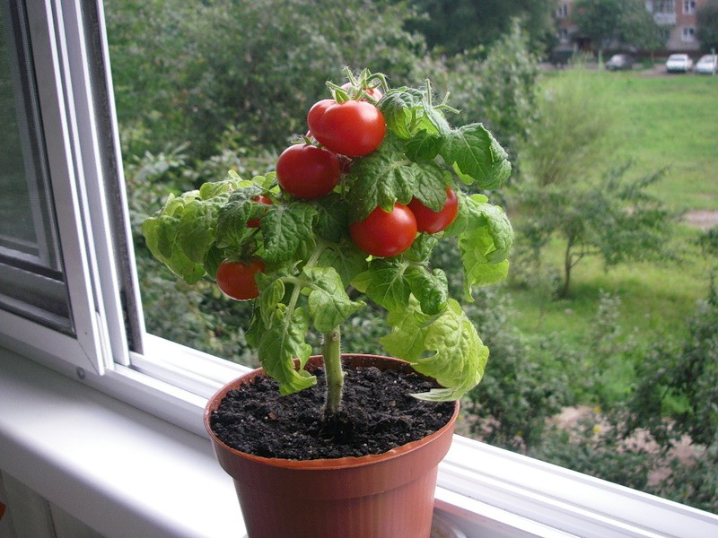 Как выращивать помидоры черри на подоконнике зимой?