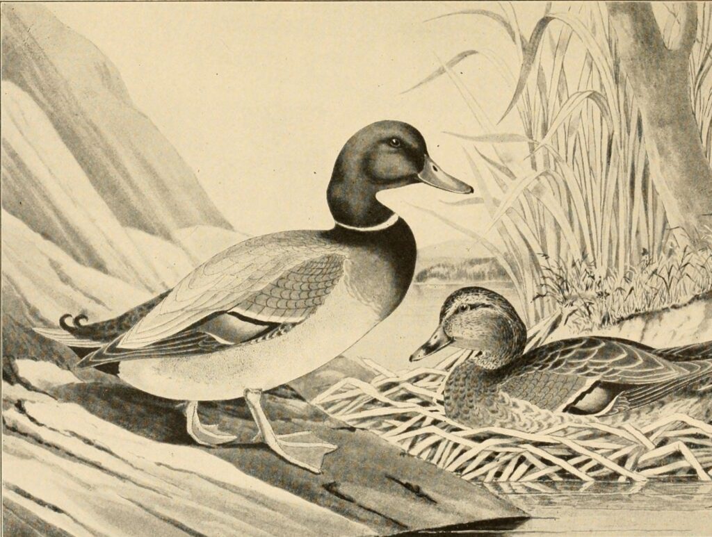 Охота в Тункинском крае. Часть первая