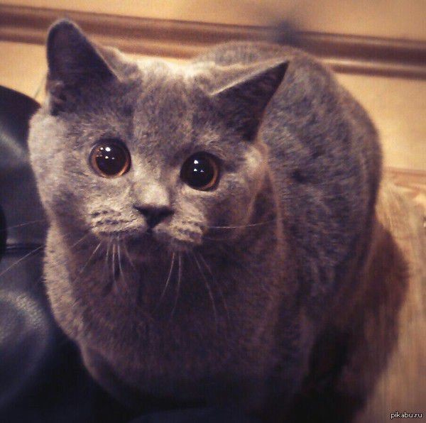 ..чтобы служить своему коту! до слёз, животные, коты, кошки, питомцы, ржач, смех, юмор