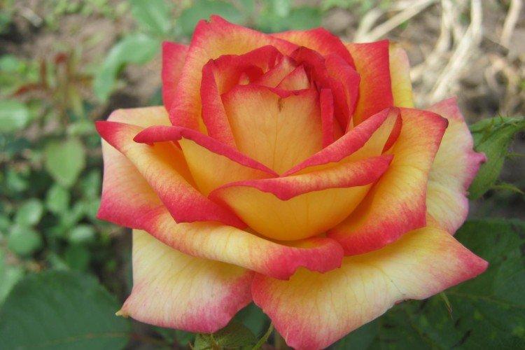 Чайно-гибридные розы: виды, уход и посадка в открытом грунте дача,сад и огород,цветоводство