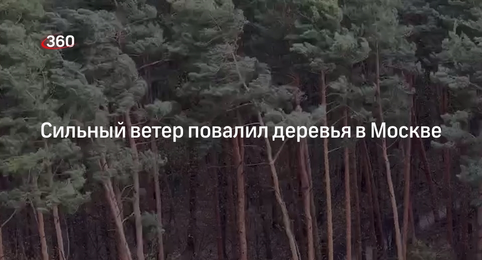 Комплекс городского хозяйства Москвы: сильный ветер повалил деревья