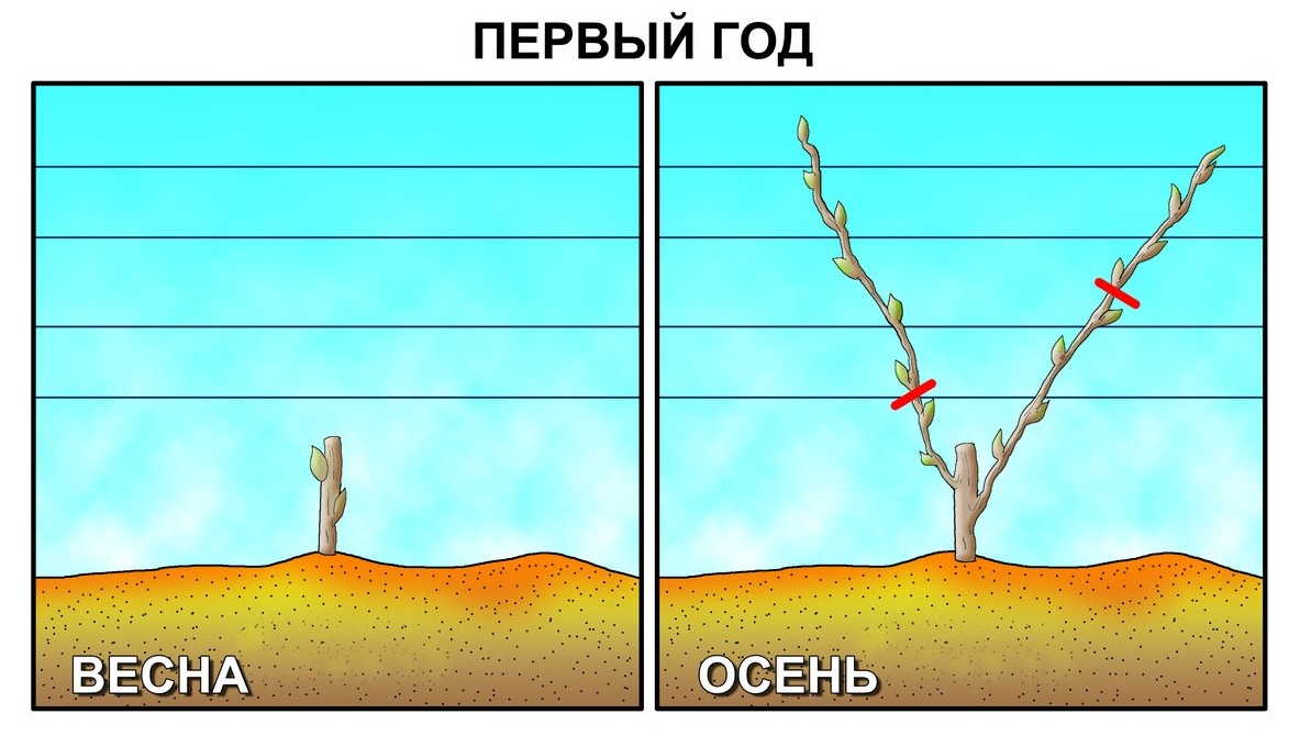 Виноград 1 год обрезки