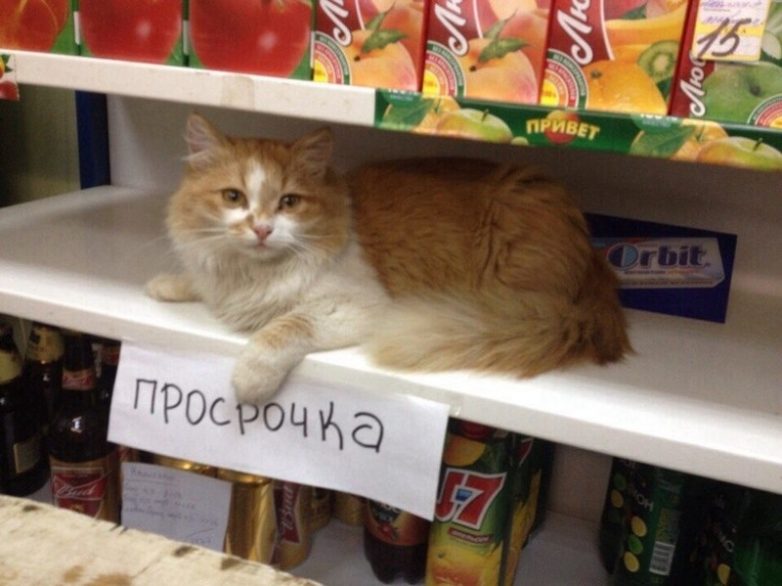 Животные, которые заставят вас улыбнуться