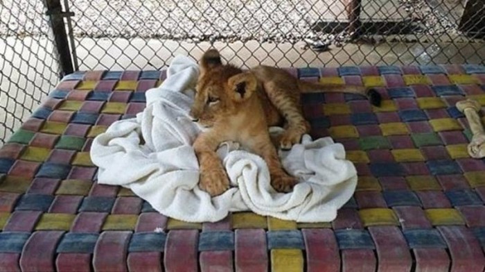 Спасенный львенок уже давно вырос, но все также не может жить без своего одеяла