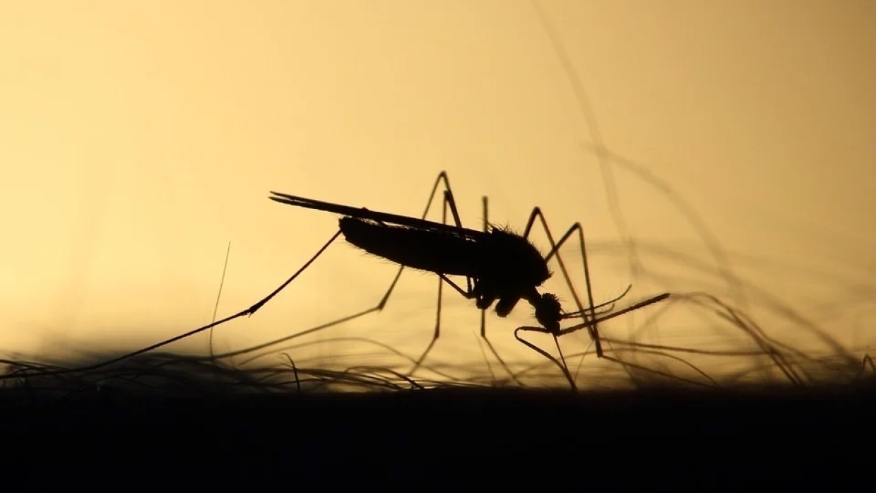 В США выпустят на волю генетически модифицированных комаров от Билла Гейтса