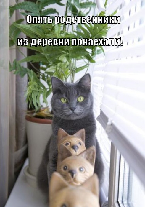 3. Если думаете, что тяжело только вам, то оглянитесь вокруг. Кот не знает, куда спрятаться от ласк его преследующих когда же вы уедете, приехали погостить, родственники