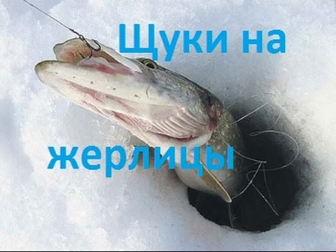 Зимняя ловля щуки на жерлицы