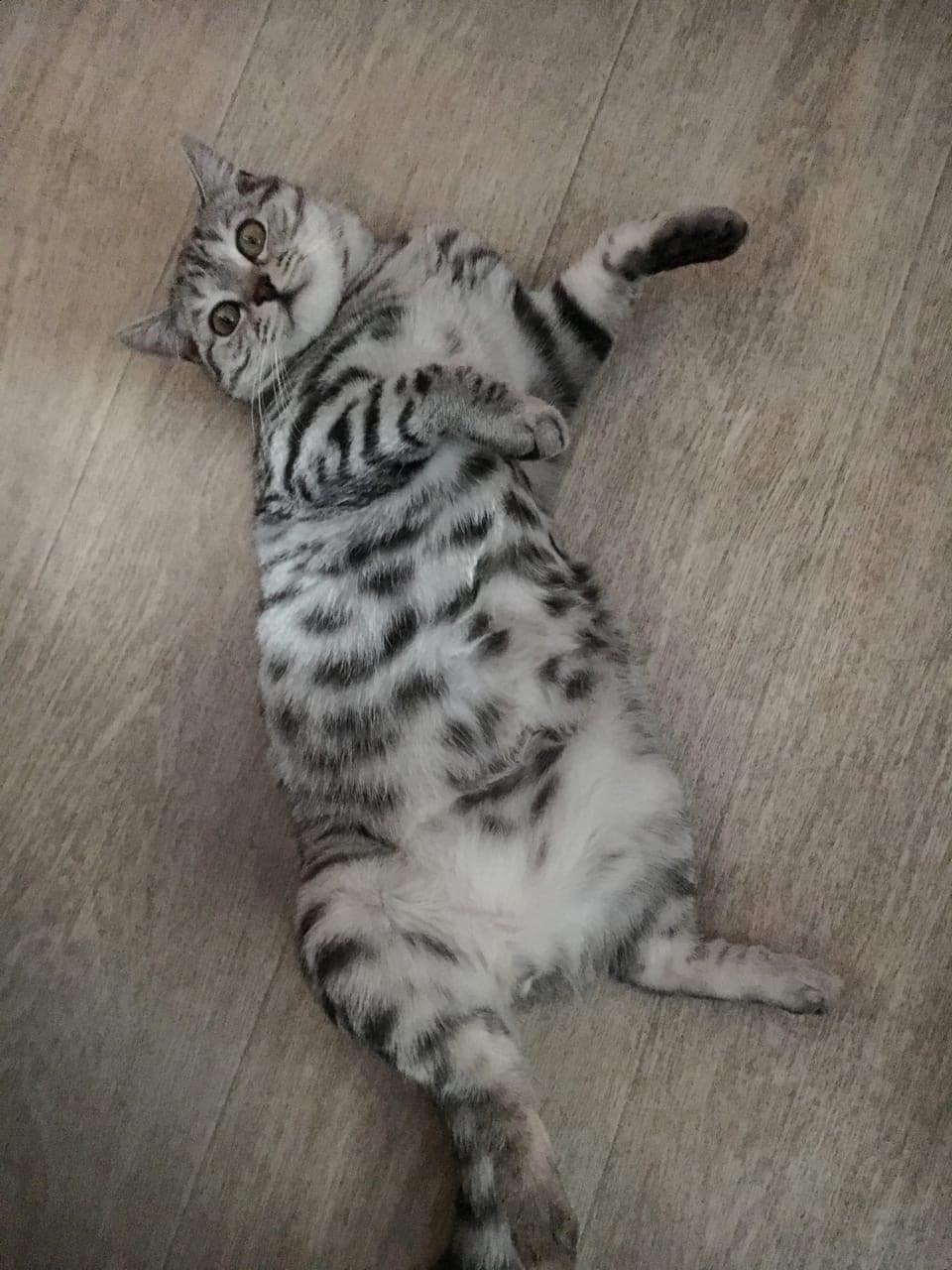 полосатый кот