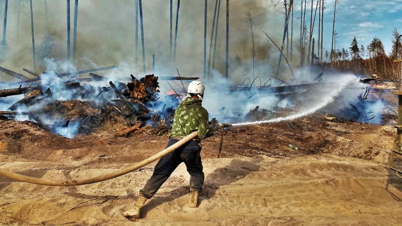 Зубры не пострадали: Мордовский заповедник готовится к восстановлению после пожара