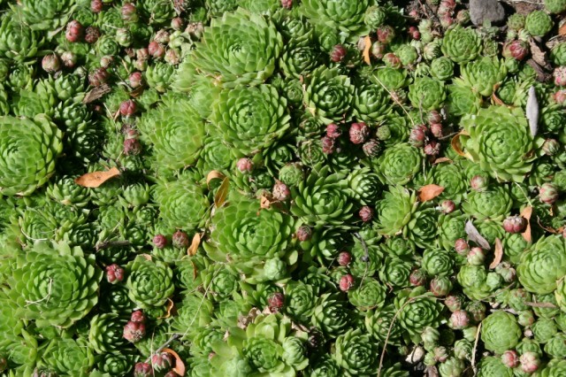 Молодило кровельное (Sempervivum tectorum)